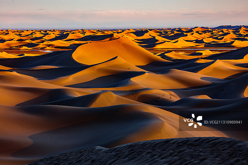 沙漠胡杨图片素材