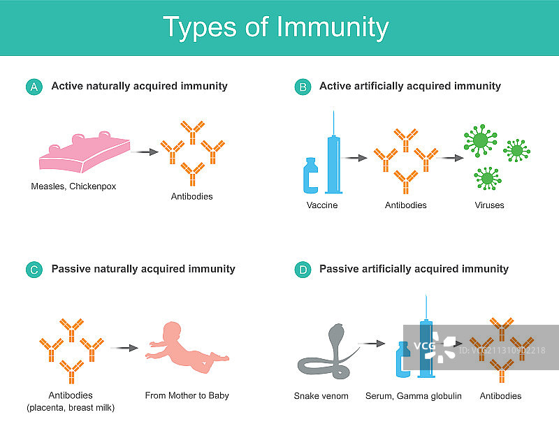 免疫类型医学教育用途图片素材