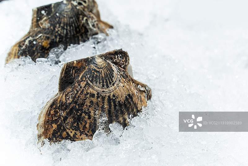 放在冰块上的扇贝海鲜食品图片素材