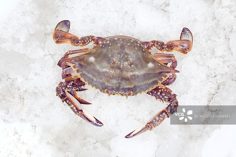 梭子蟹图片素材
