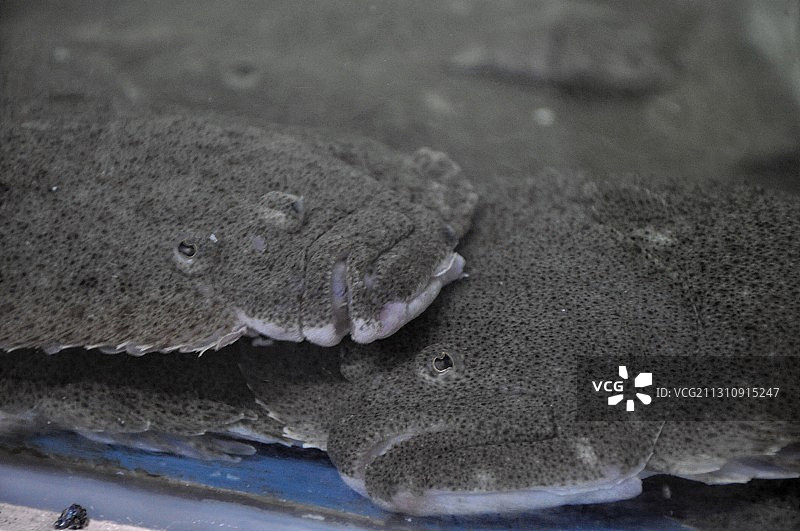 海鲜市场里的多宝鱼图片素材