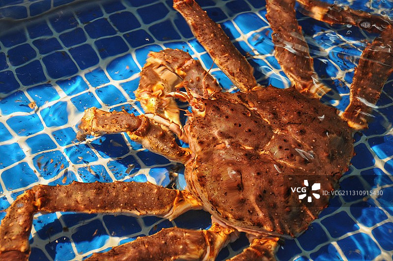 海鲜市场里的霸气帝王蟹图片素材