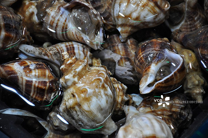 海鲜市场里的大海螺图片素材