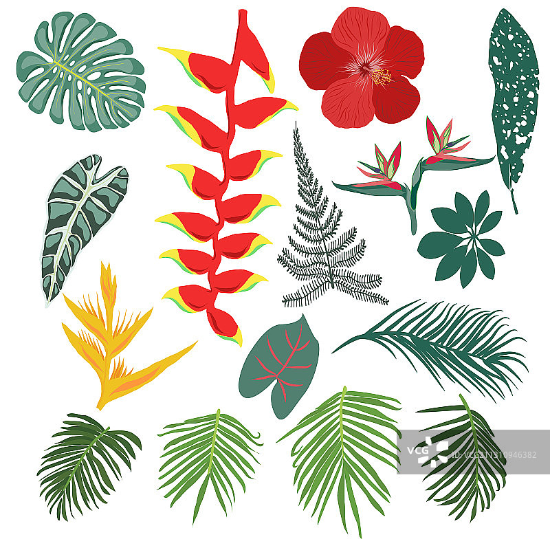 热带丛林树叶和花卉合集图片素材