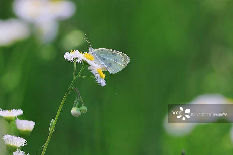 昆虫 insects图片素材