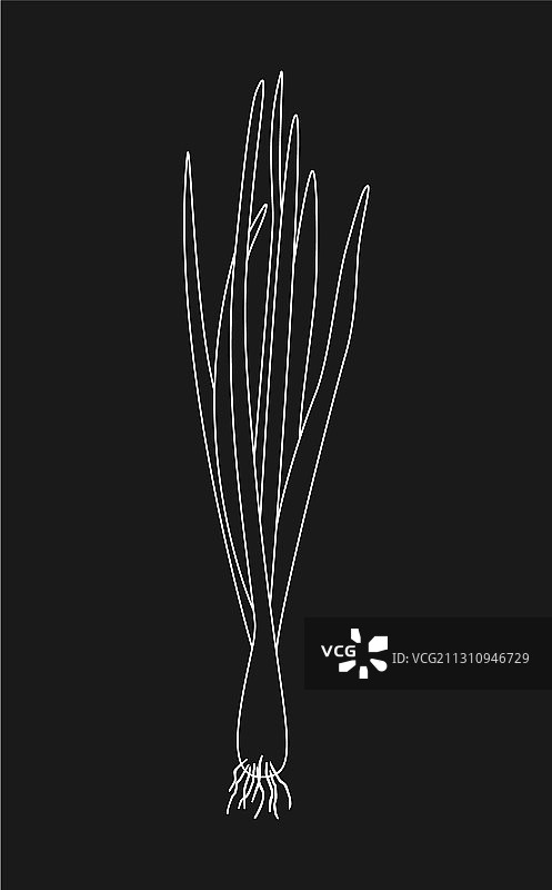 黑色背景下的发芽洋葱图片素材