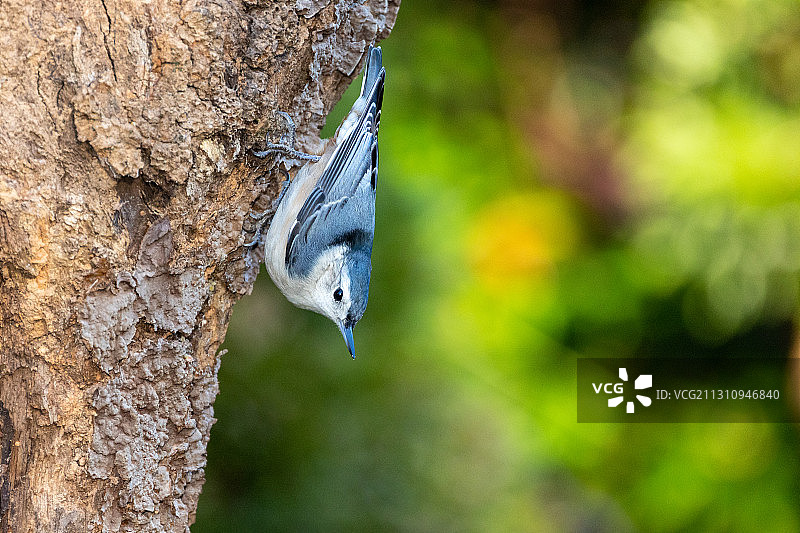 白胸鳾图片素材