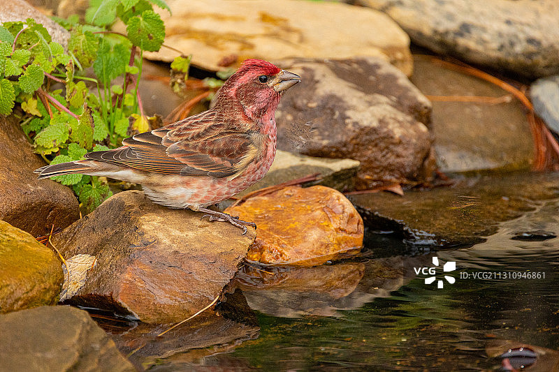 紫红雀图片素材