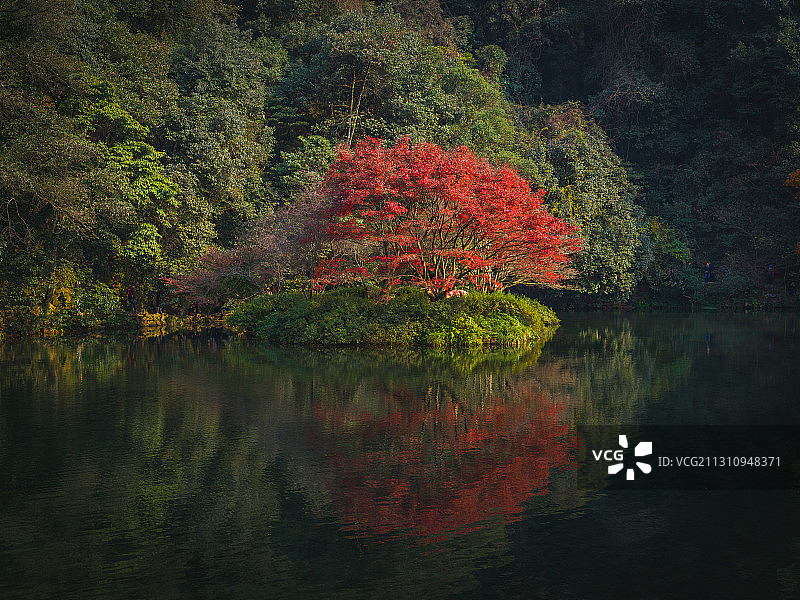 浙江杭州九溪烟树秋天枫叶红叶倒影湖水树林树木森林湖泊图片素材