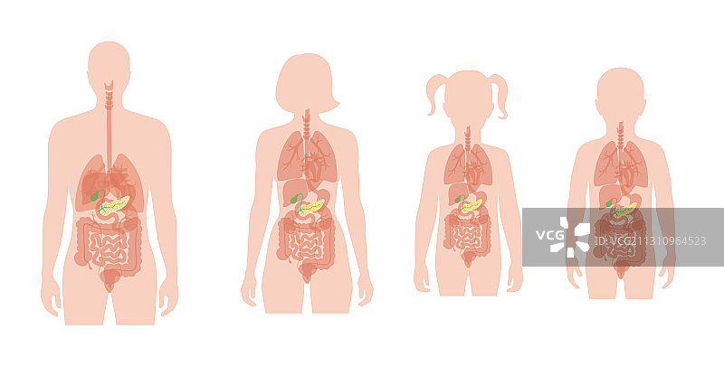 人体胰腺图片素材
