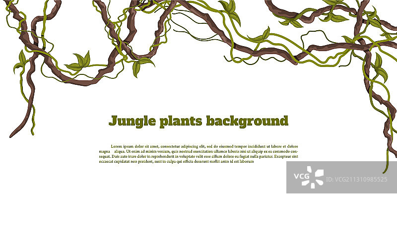 热带丛林植物背景边框图片素材