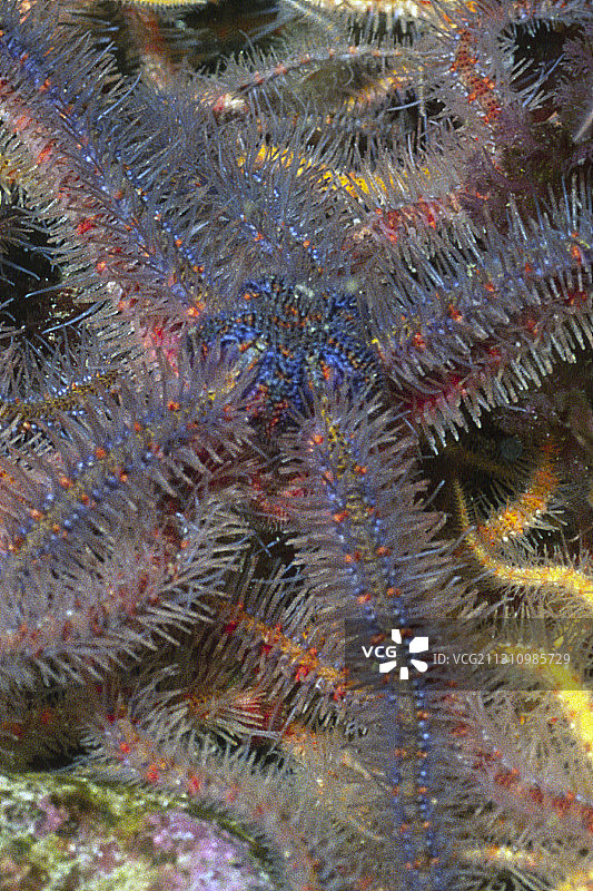 近距离观察多棘蛇尾图片素材