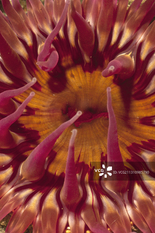 白色斑点玫瑰海葵特写图片素材