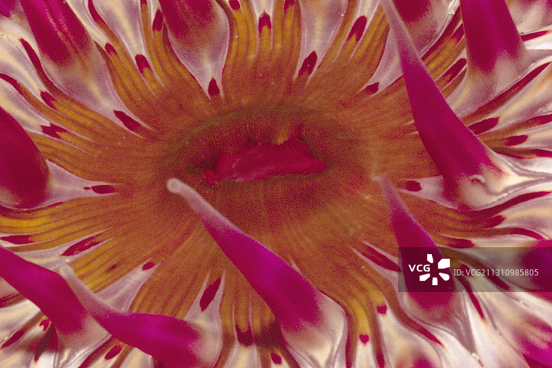 白色斑点玫瑰海葵特写图片素材