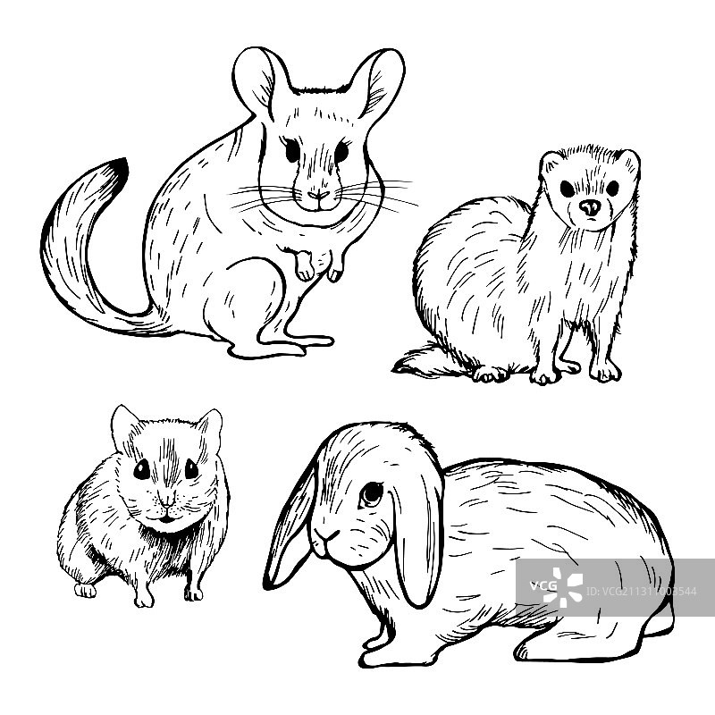 手绘宠物啮齿动物兔子仓鼠龙猫图片素材