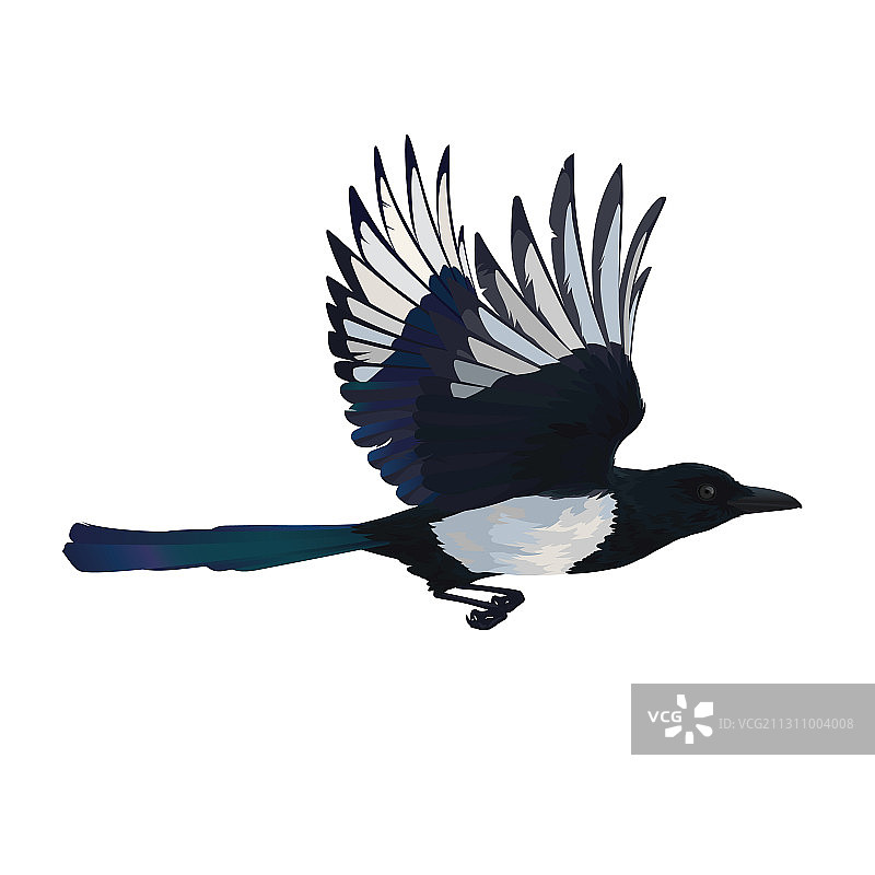 色彩鲜艳的聪明鸟图片素材