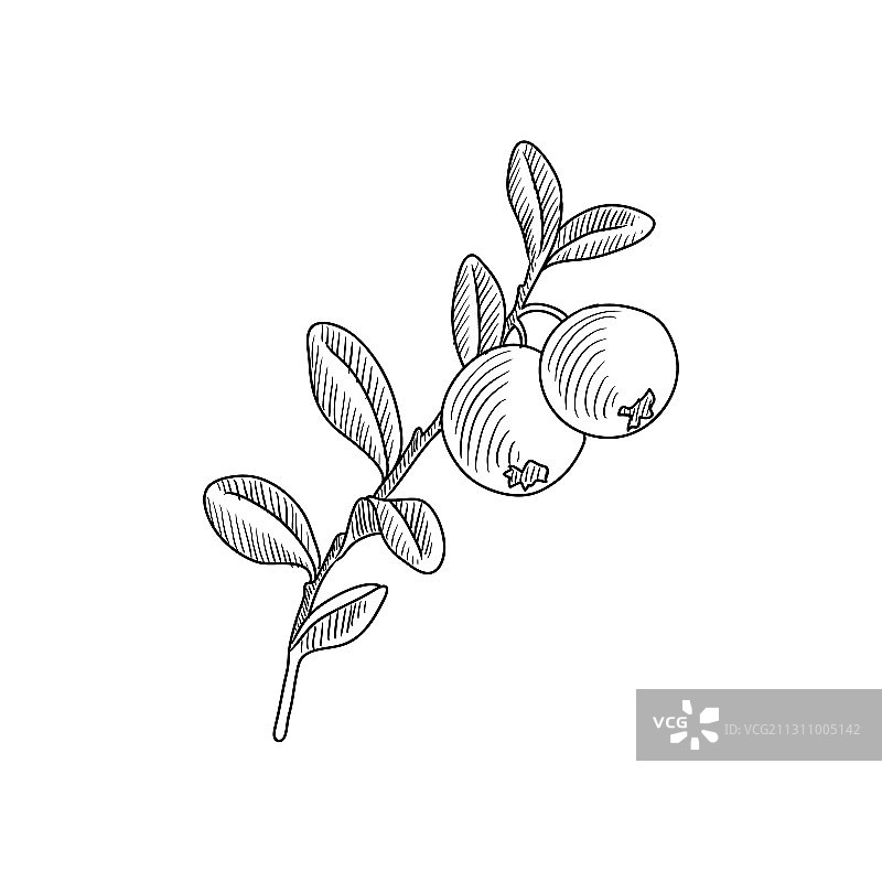 蓝莓简笔画图片素材