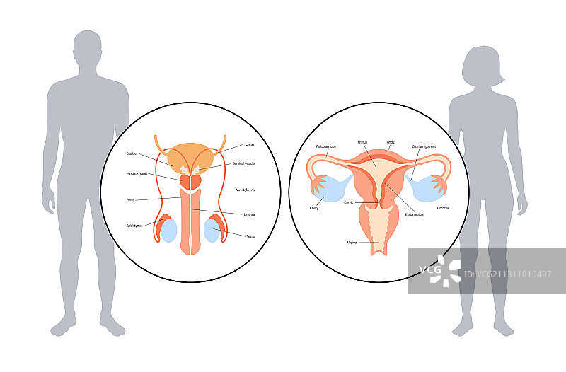 生殖系统概念图片素材