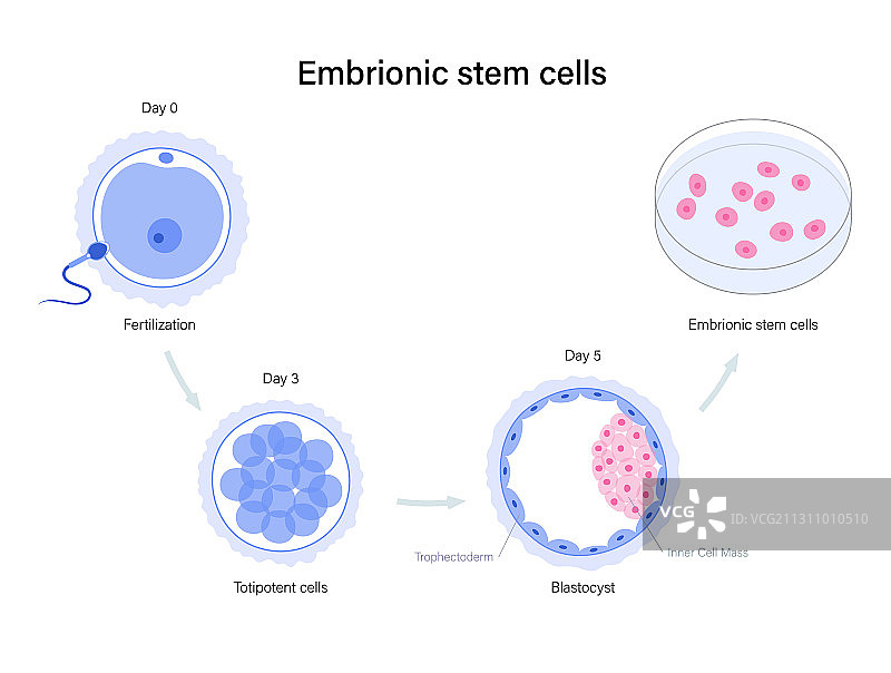 生殖系统概念图片素材