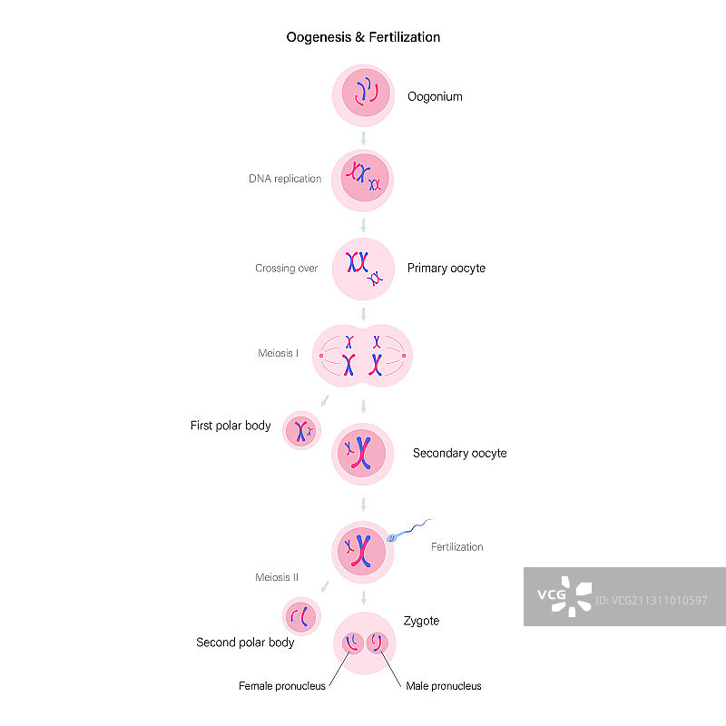 生殖系统概念图片素材