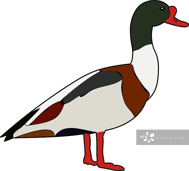 鸟鹅鸭白色背景图片素材