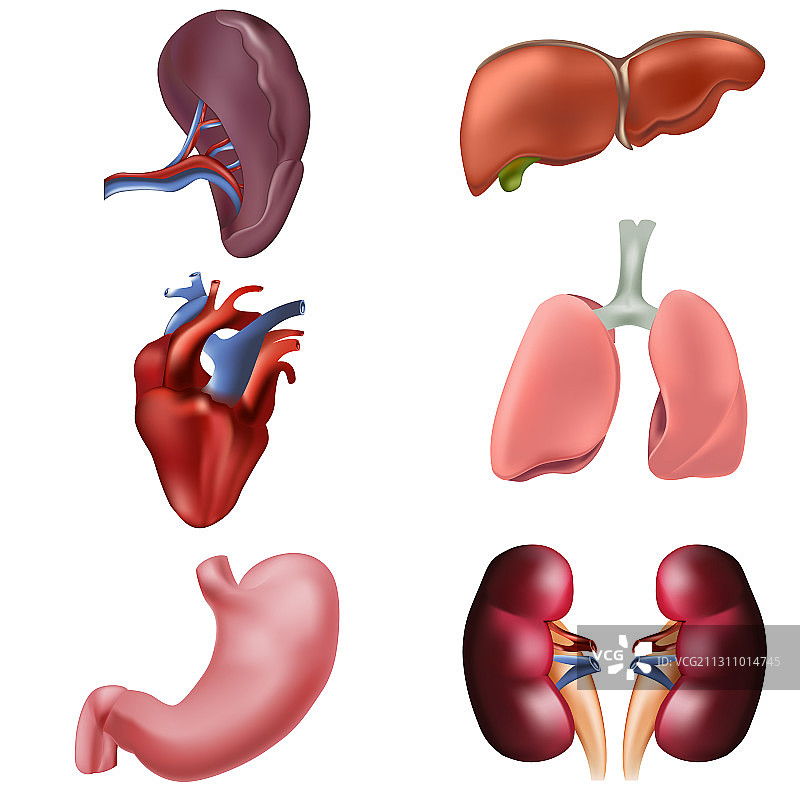 逼真3D人体内脏器官模型图片素材