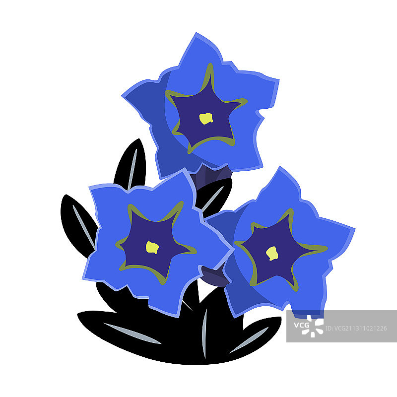 龙胆花或无茎龙胆花图片素材