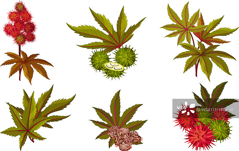 绿色掌状蓖麻或蓖麻油植物图片素材