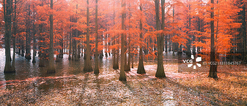 阳光透过红杉林2+止马岭（南京六合）图片素材