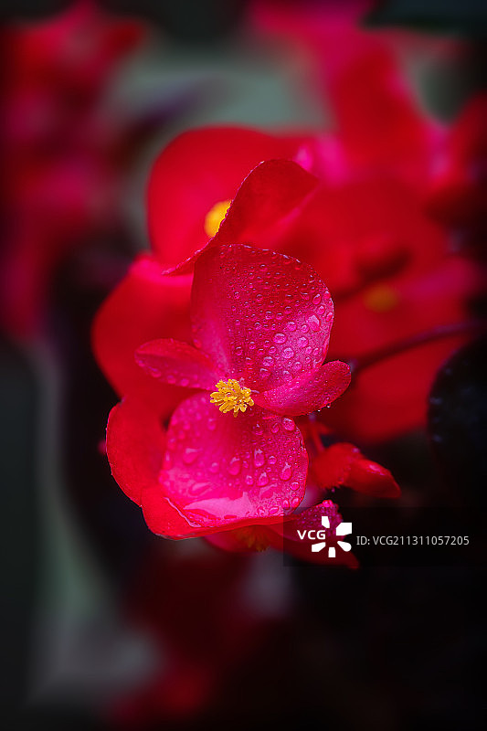 四季海棠图片素材