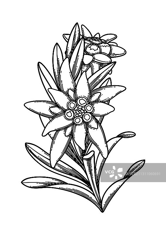 雪绒花花卉和树叶的图形分支图片素材