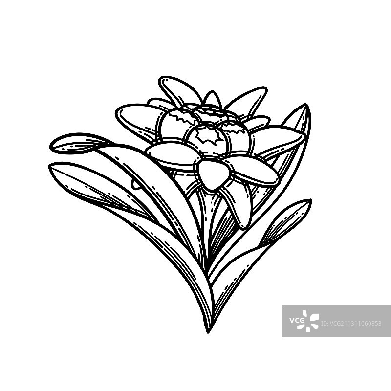 雪绒花花卉装饰图案图片素材