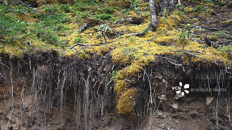 西藏察隅县的苔藓及土壤断层图片素材
