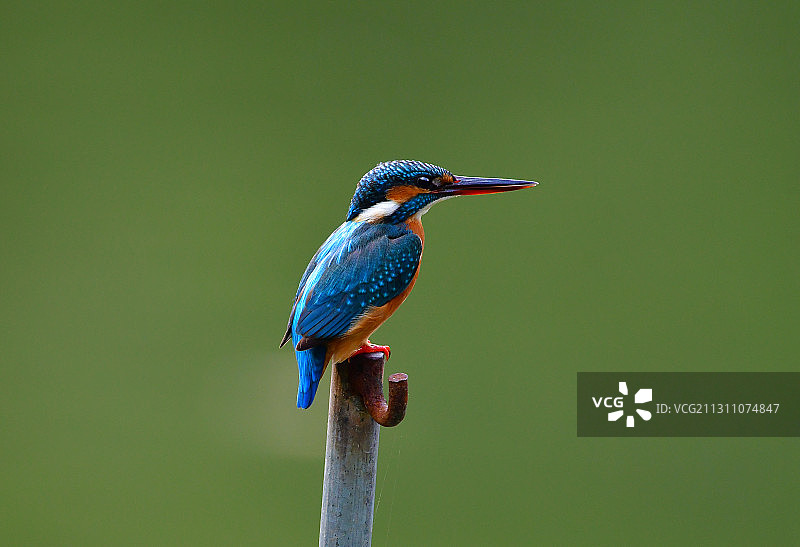 捕食中的雌性翠鸟小翠翠图片素材