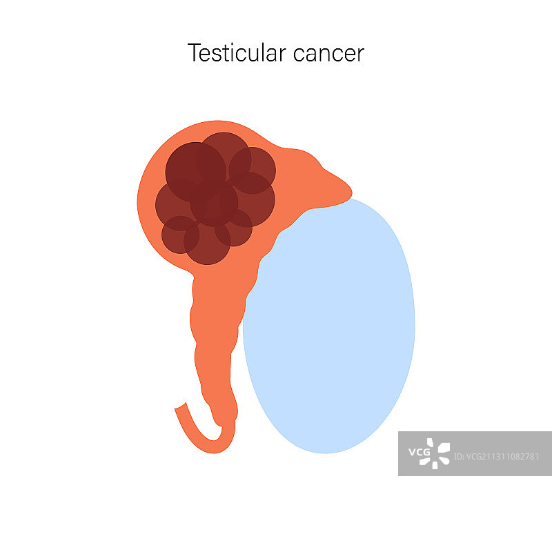 生殖系统概念图片素材