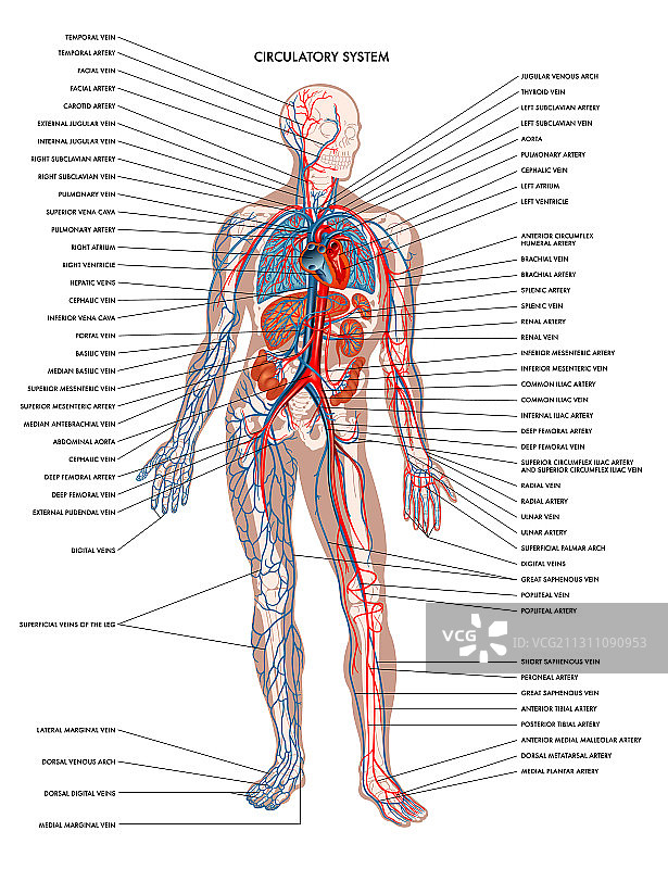 循环系统图片素材
