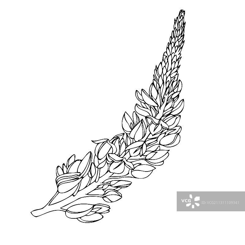 黑白植物元素野花图片素材