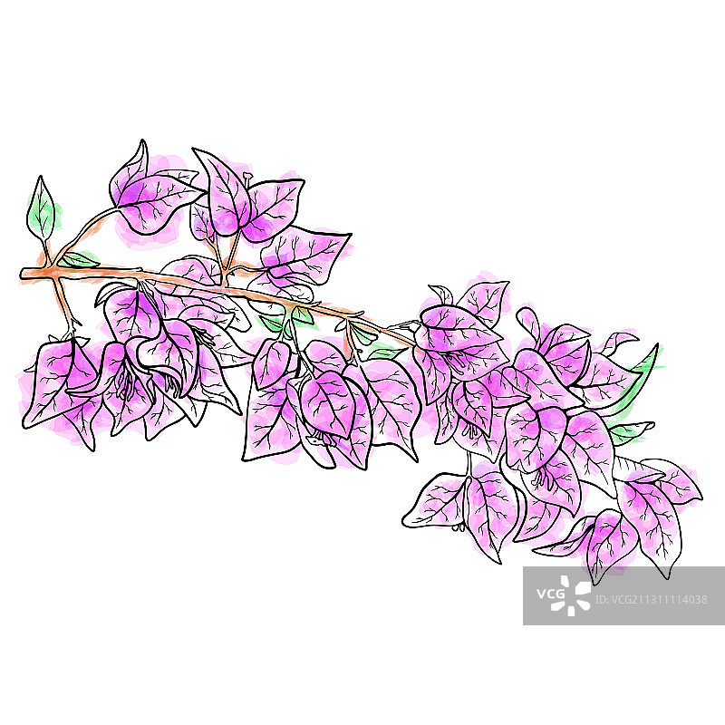 树枝三角梅图片素材