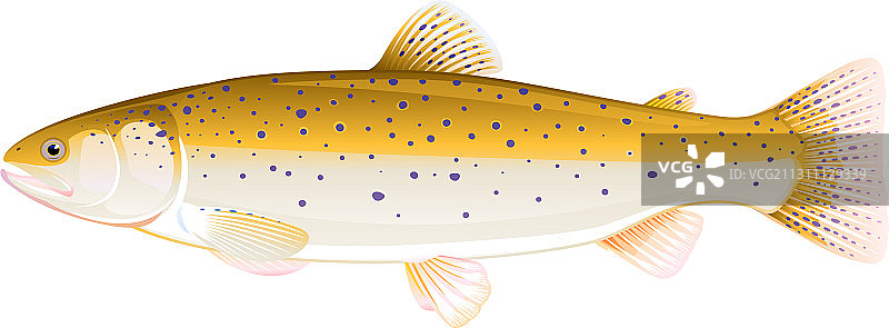 棕色鳟鱼图片素材