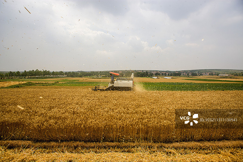 农业，小麦，收获，金黄，丰收图片素材