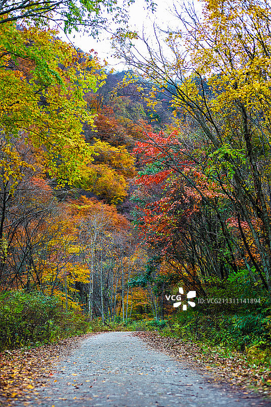 秋天的唐家河 彩林图片素材