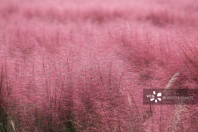 粉黛草图片素材