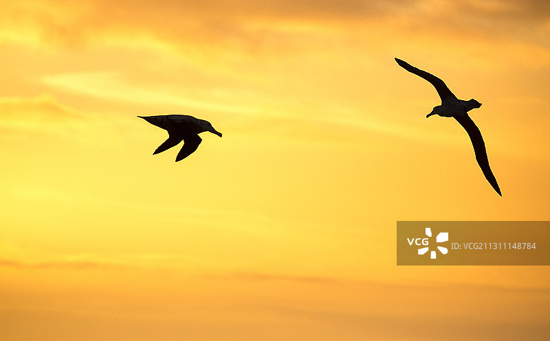 漂泊信天翁图片素材