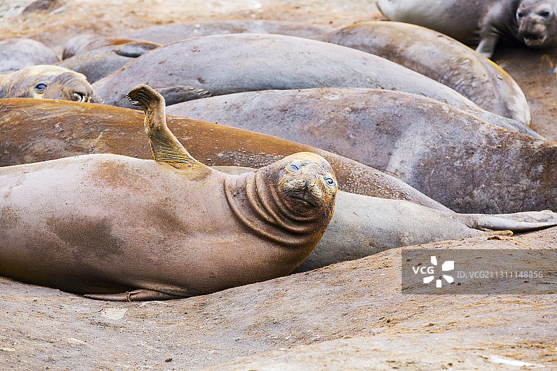 南象海豹：在南设得兰群岛利文斯顿岛汉娜角图片素材