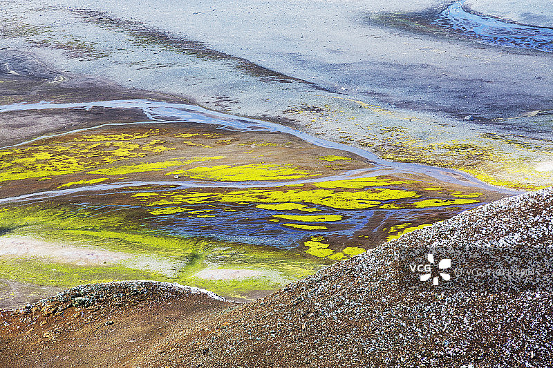 南极利文斯顿岛上的植物图片素材