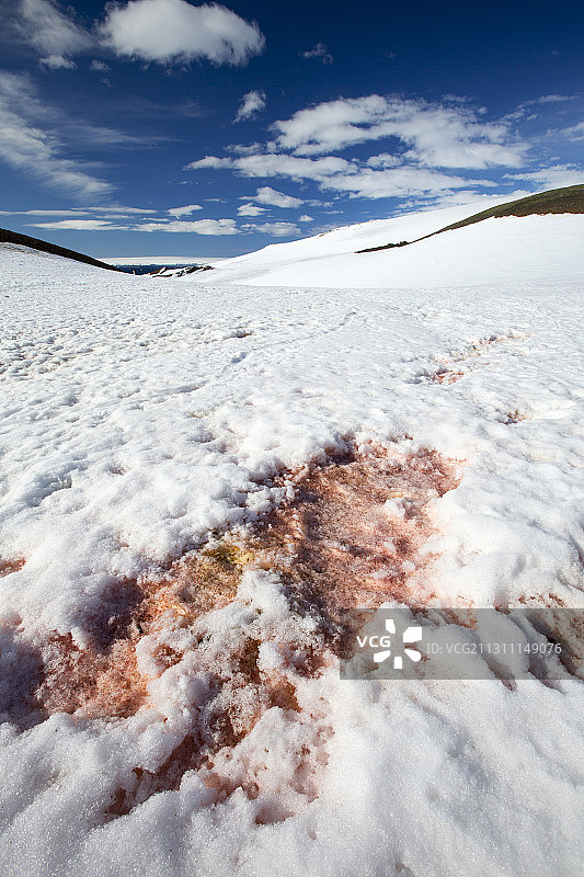 南极半岛附近 Joinville 岛 Suspiros 湾消退冰川上的雪中红藻图片素材