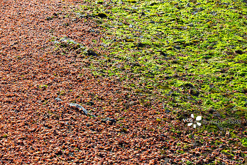 在阿根廷火地岛乌斯怀亚海岸上发现的亚南极蹲龙虾图片素材