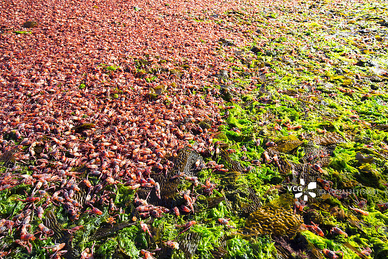 在阿根廷火地岛乌斯怀亚海岸上发现的亚南极蹲龙虾图片素材