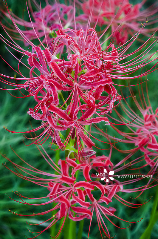俯视绿色草丛中的红色石蒜花竖画面图片素材