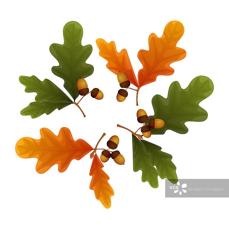 白色背景上的橡子和树叶图片素材